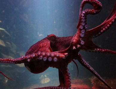 Gambar News @ Kini Kamu Bisa Bertemu Giant Pasific Octopus di BX Sea Oceanarium